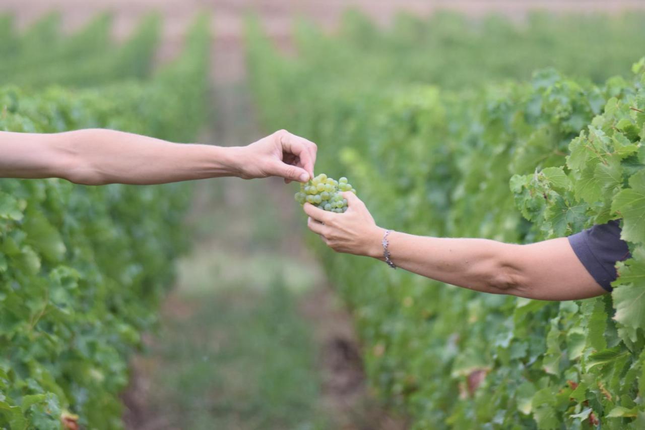 Chateau Richelieu Fronsac Kültér fotó